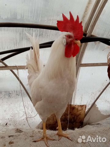 Породистые молодые петухи