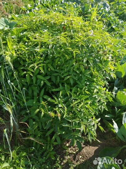 Норвежская малина