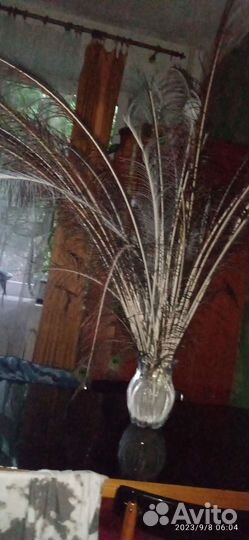 Павлиньи перья