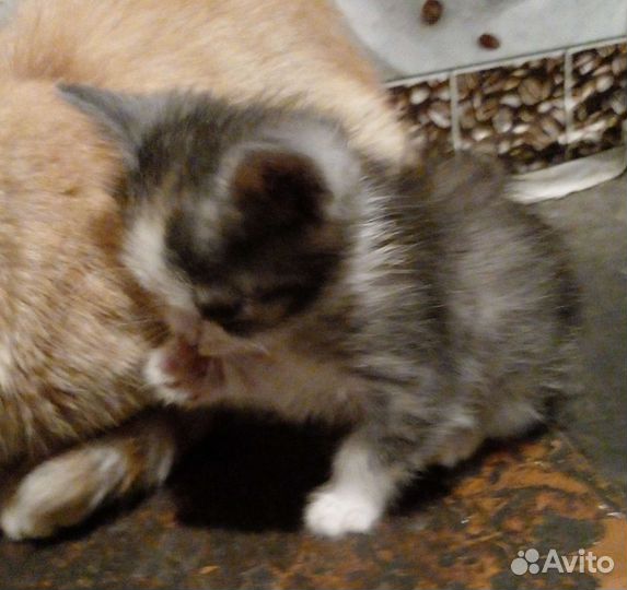 Кошка в дар