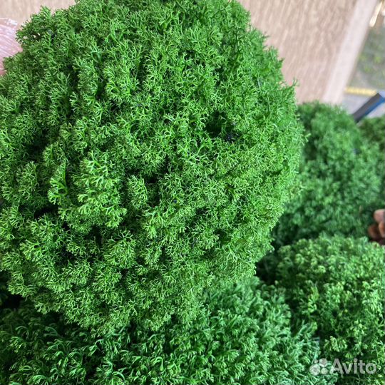 Стабилизированный мох