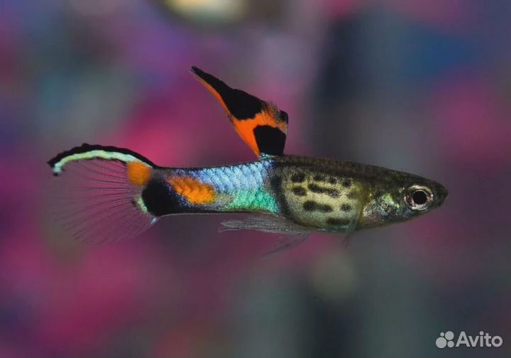 Гуппи эндлера редкие виды
