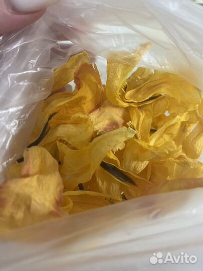 Сухие лепестки тюльпанов