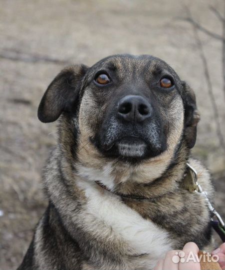 Добби в клетке - нужен новый дом