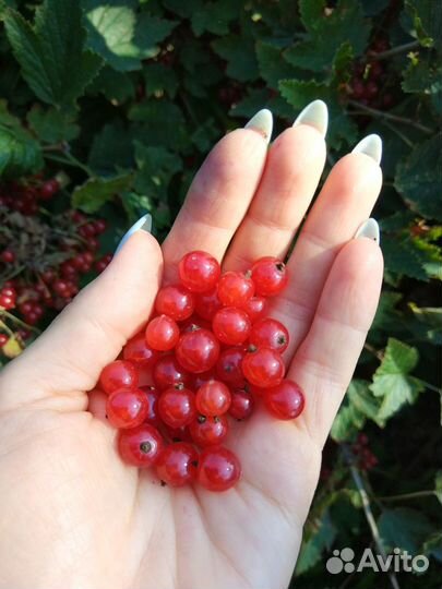 Ягода смородина красная черная