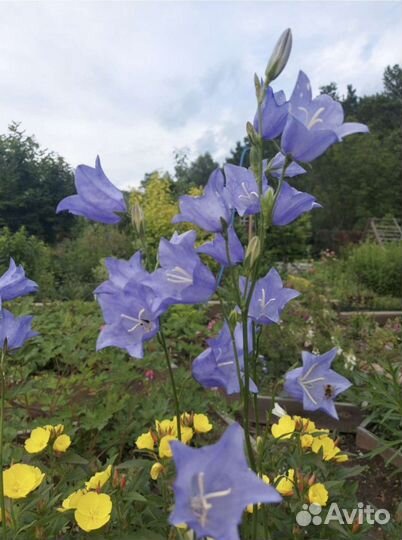 Колокольчики в ассортименте