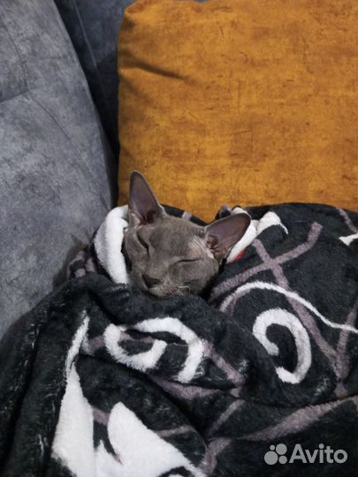 Сфинкс котенок