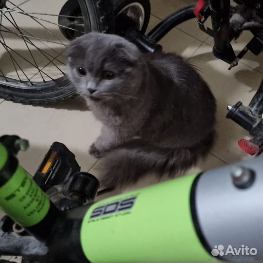 Шотландская