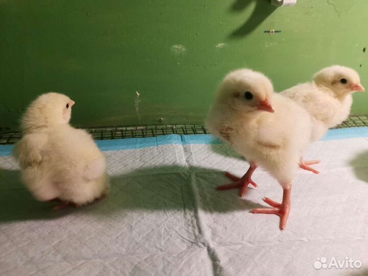 Цыплята бройлеры Копп500. Испания