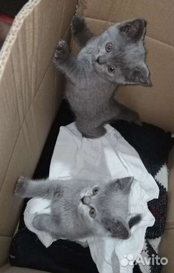 Британские котята