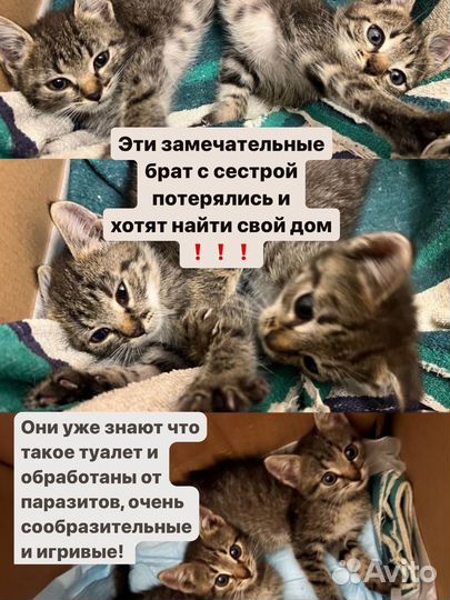 Котята. Мальчик и девочка