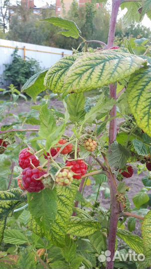 Саженцы малины ежевики розовой смородины