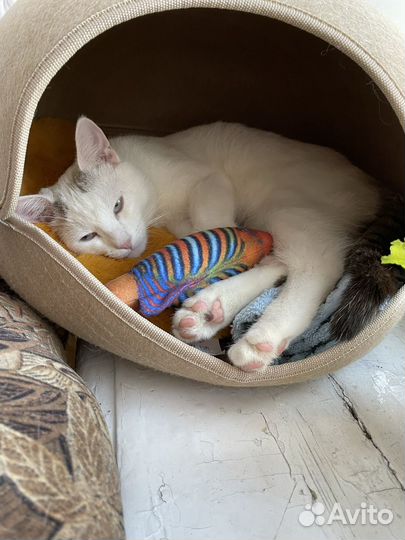 Отдам в добрые руки кота