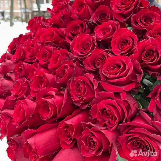 Высокие розы Гигантские розы 110