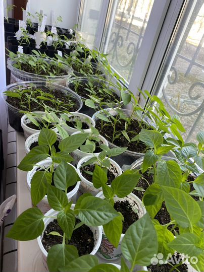Рассада перца сладкого