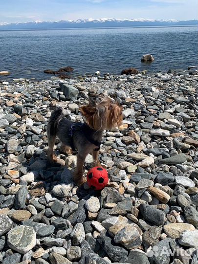 Йоркширский терьер вязка случка (развязанный)