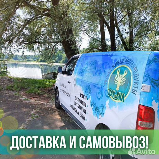 Морской гребешок филе заморозка Морепродукты