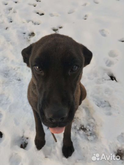 Ласковая девочка Багира ищет дом