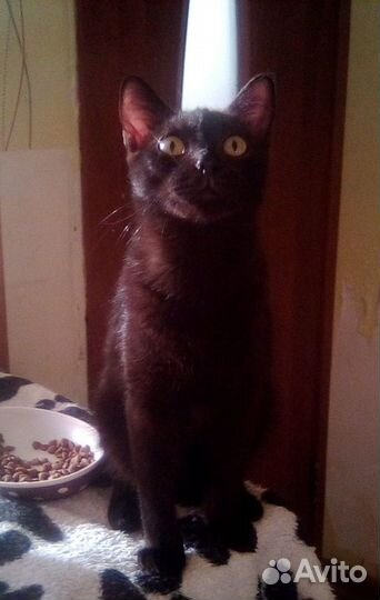 Молоденький котик Фауст