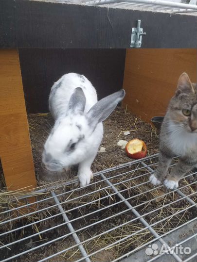 Кролики мясных пород