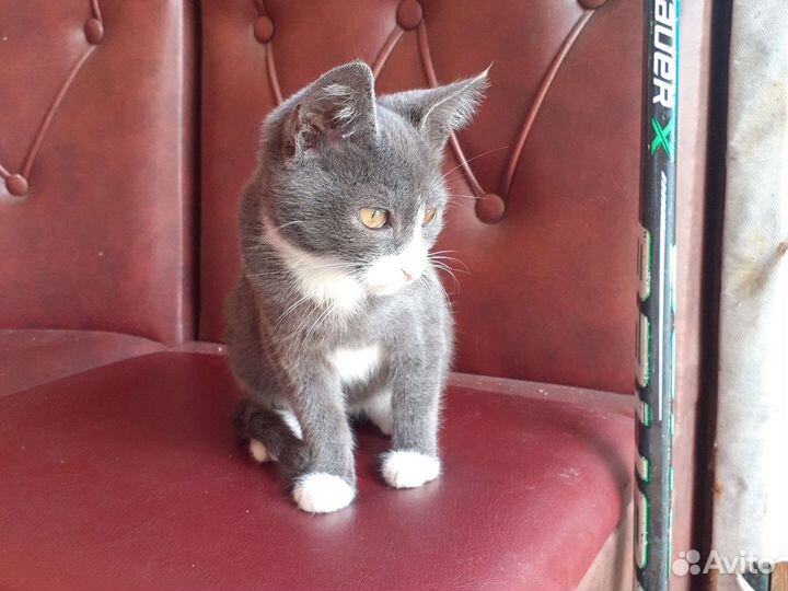 Кошка в дар