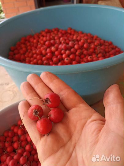 Боярышник садовый, ягоды