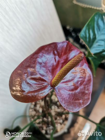 Антуриум Джамбо Блэк