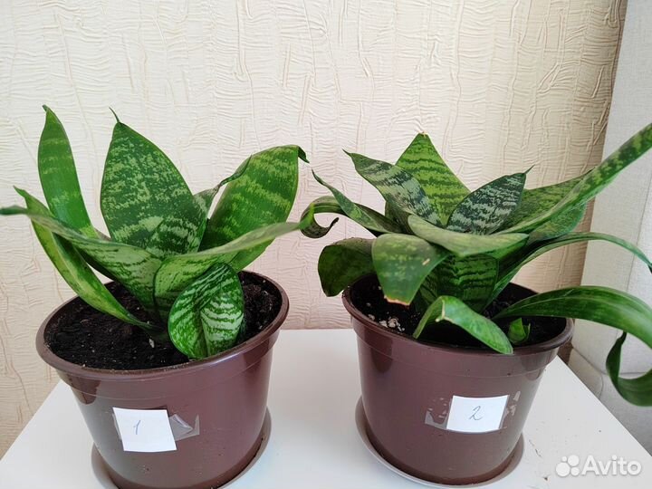 Сансивиерия