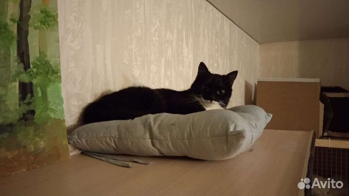 Кошка ищет дом