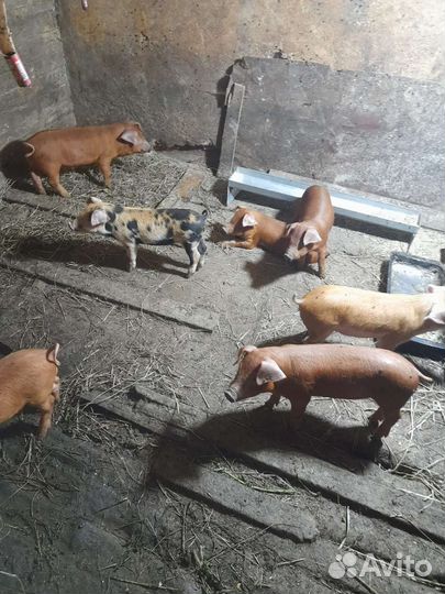 Поросята