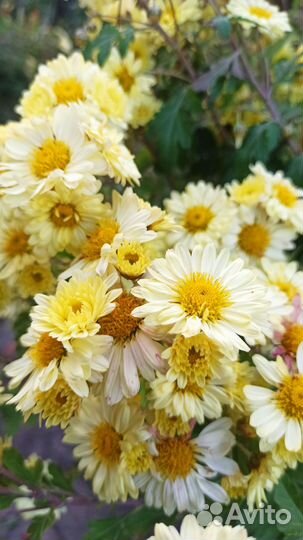 Хризантема