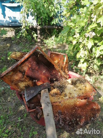 Ульи с пчелами