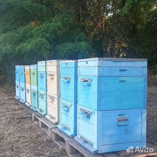 Улей с пчелами