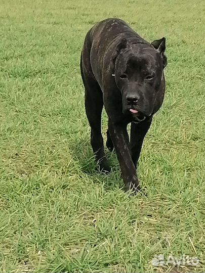 Кобель вязка кане Корсо