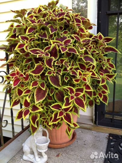 Растение Колеус для дома или сада