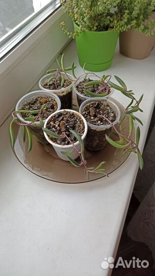 Оттона мясистая, каланхоэ войлочное, дримиопсис