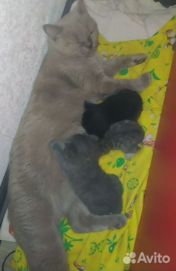 Британские котята