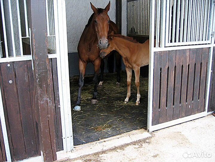Пол в конюшне 