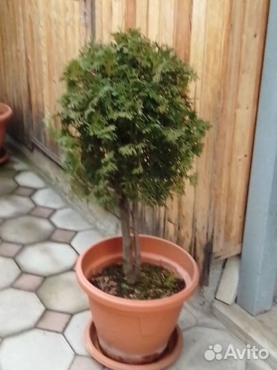 Туи на штамбе, сосны