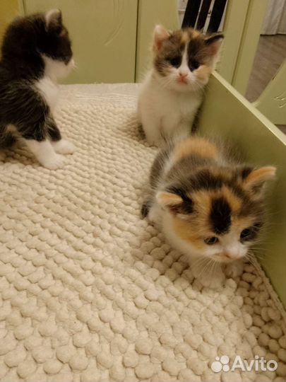 Котята в добрые руки. Бесплатно