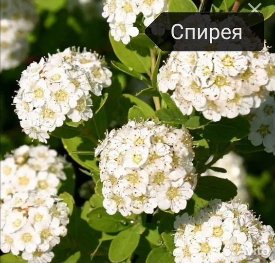 Спирея березолистная, куст