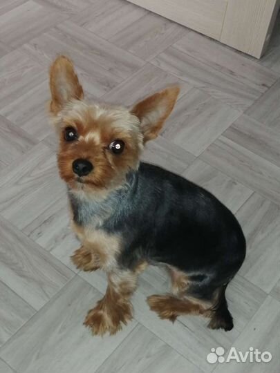 Йоркширский терьер вязка