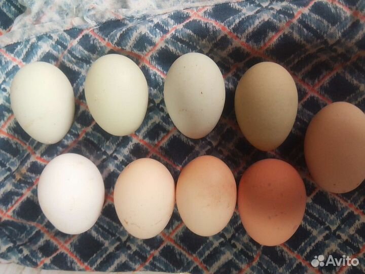 Инкубационное яйцо индоутки и кур