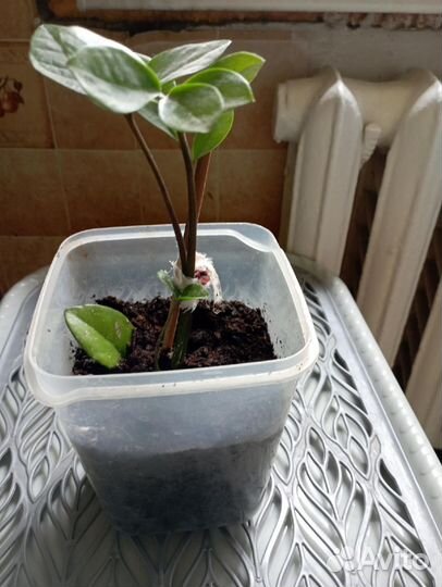 Комнатные растения цветы