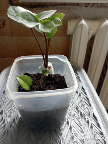 Комнатные растения цветы