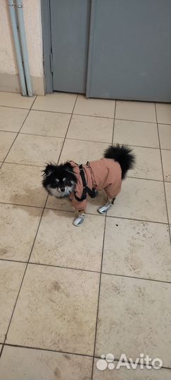 Одежда для собак мелких пород