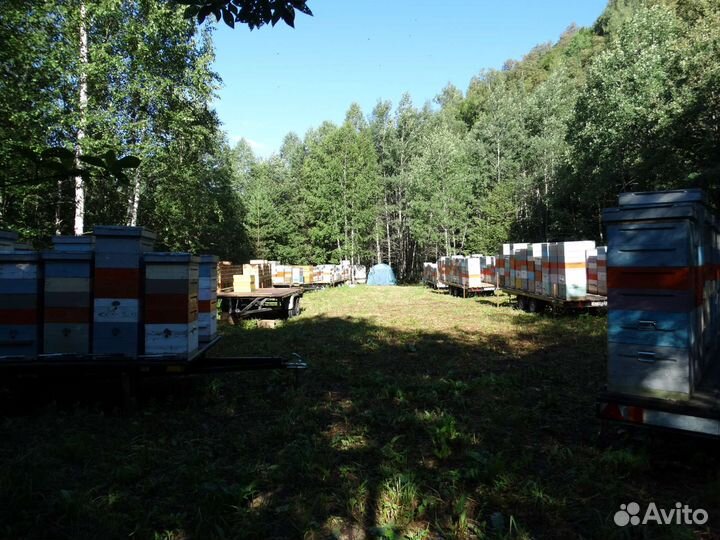 Принимаем заказы на пчелосемьи 