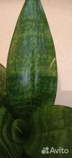 Сансевиерия низкорослая