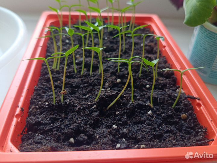 Перец комнатный острый