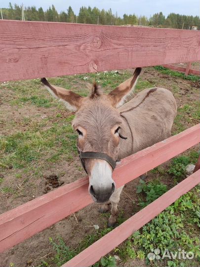 Фермерско-рекреационный комплекс 